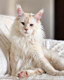 Cuccioli Maine Coon Alta Genealogia -