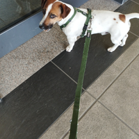 Jack Russell accoppiamento