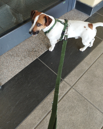 Jack Russell accoppiamento