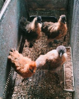 Galline