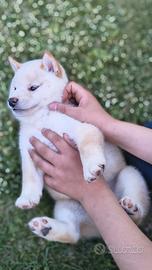 Meraviglioso maschietto Shiba