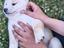 Immagine 1