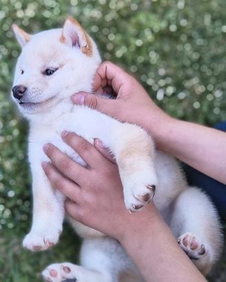 Meraviglioso maschietto Shiba