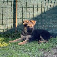 Cuccioli di Pastore Tedesco