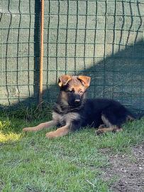 Cuccioli di Pastore Tedesco