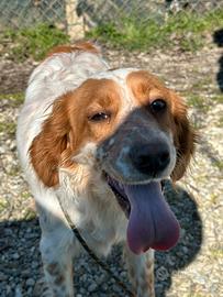 Setter inglese