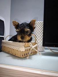Yorkshire terrier toy