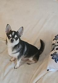 Chihuahua adulti rimborso spese