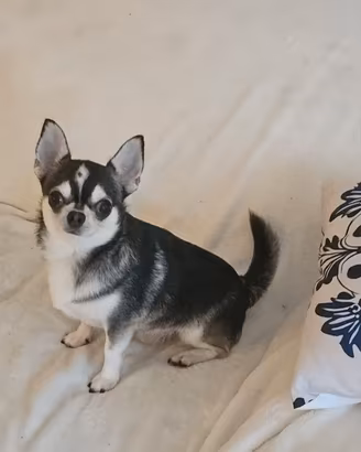 Chihuahua adulti rimborso spese