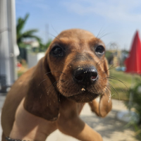 Segugio italiano femmine caccia/lepre/abitazione