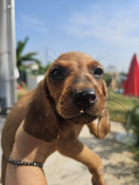 Segugio italiano femmine caccia/lepre/abitazione