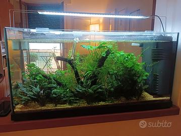 Acquario 96L Completo di tutto