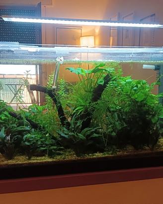 Acquario 96L Completo di tutto
