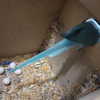 Parrocchetti dal collare