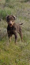 Jagd terrier