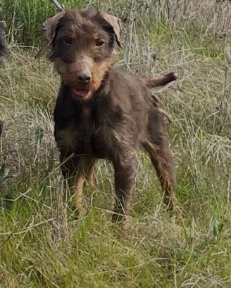 Jagd terrier