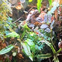 Talee di piante da terrario e detrivori