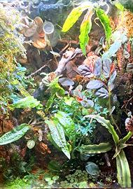 Talee di piante da terrario e detrivori