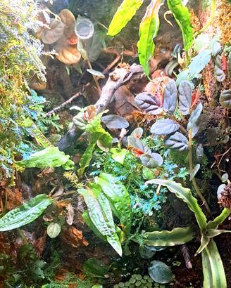 Talee di piante da terrario e detrivori