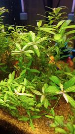 Piante acquatiche (hygrophila polysperma)