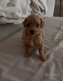 Barboncino Toy disponibile nata il 28 febbraio