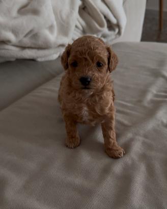 Barboncino Toy disponibile nata il 28 febbraio