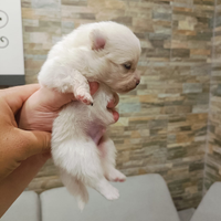 Spitz tedesco nano/Pomerania