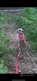 Suricata
