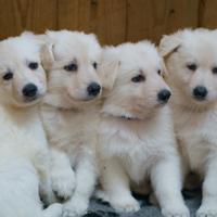 Cuccioli di Pastore Svizzero Bianco