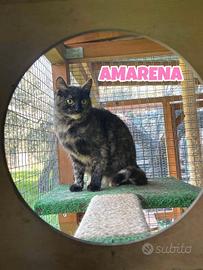 Cocco e Amarena gattini di 6 mesi