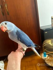 Parrochetto dal collare