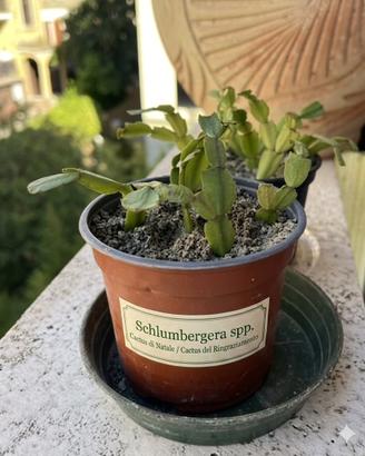 Cactus di Natale (Schlumbergera)
