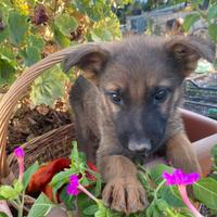 Cucciolo di PASTORE TEDESCO