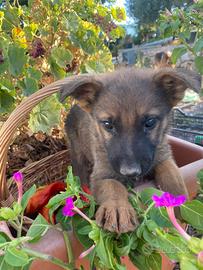 Cucciolo di PASTORE TEDESCO