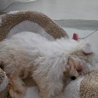 Maltese femmina 3 mesi