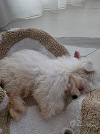 Maltese femmina 3 mesi