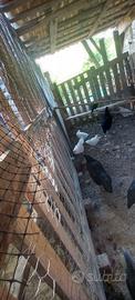 Pulcini australorp bianco