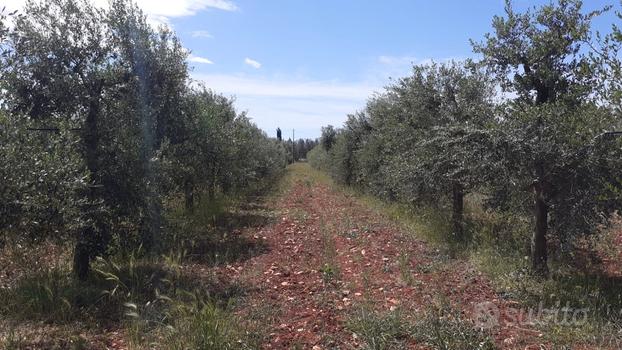 Oliveto in produzione con progetto per costruire