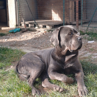 Cane corso x accoppiamento