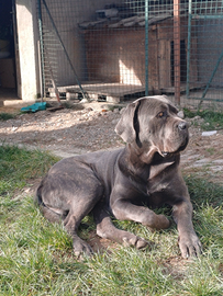 Cane corso x accoppiamento