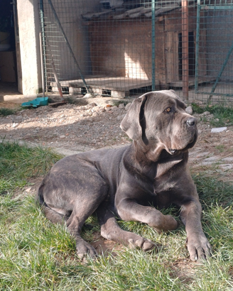 Cane corso x accoppiamento