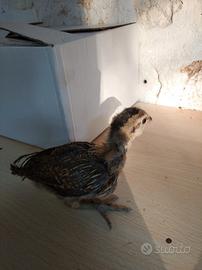 Pulcini gallina aurucana