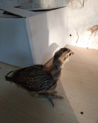 Pulcini gallina aurucana
