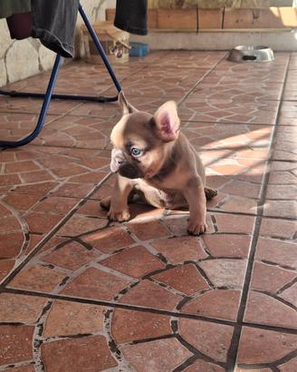 Bulldog Francese