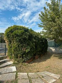 Piante di Bambù