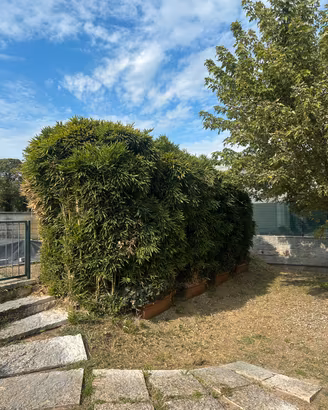Piante di Bambù