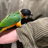 Pappagalli allevati a mano caicco e Lory arcobalen