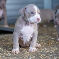 Cuccioli pitbull tricolor lilac