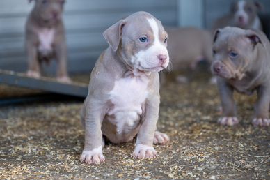 Cuccioli pitbull tricolor lilac