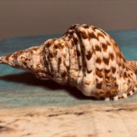 Conchiglia di Tritone - Charonia Tritons